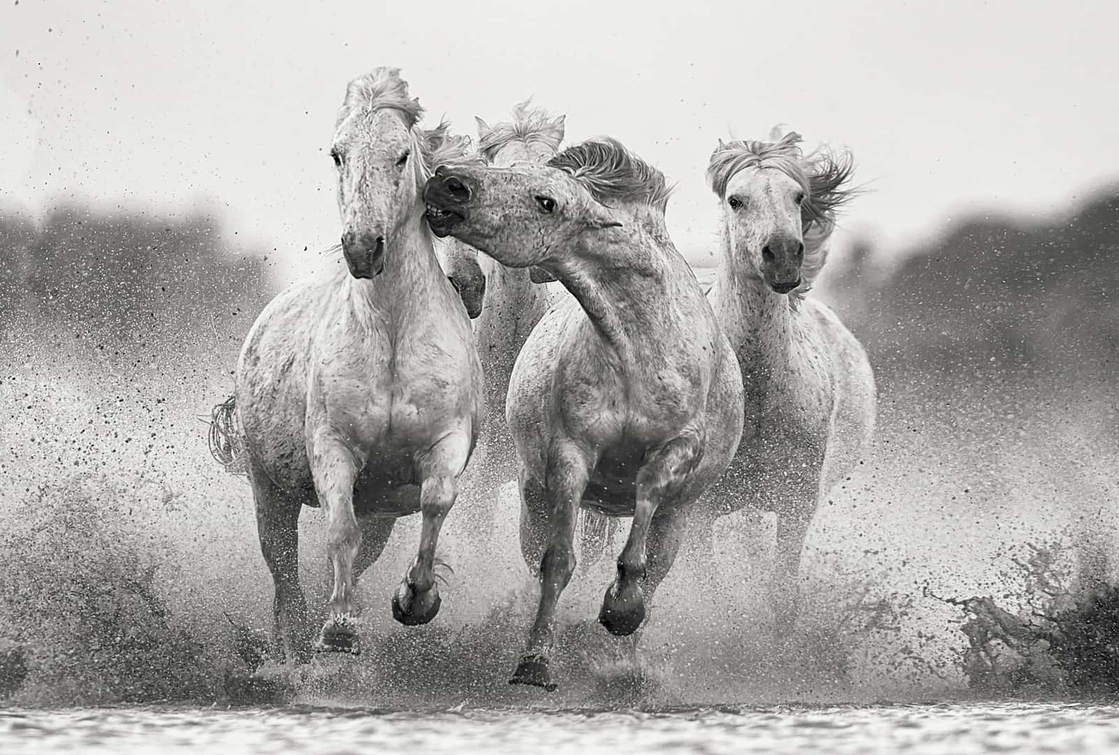 Fashion-driven black and white photography of three white horses galloping in unison, titled Integrity by Ejaz Khan.