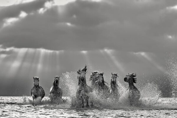 Dramatic black and white photography of white horses running through water with cinematic light rays, titled Friendship by Ejaz Khan.
