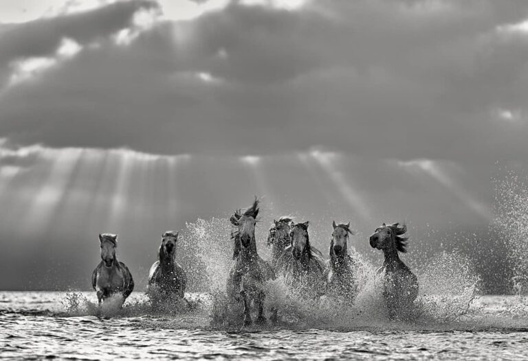 Dramatic black and white photography of white horses running through water with cinematic light rays, titled Friendship by Ejaz Khan.