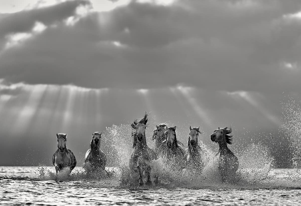 Dramatic black and white photography of white horses running through water with cinematic light rays, titled Friendship by Ejaz Khan.