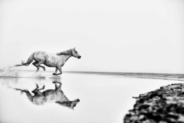 Fashion-inspired black and white photography of a white horse in a powerful gallop against a clean background, titled Elegance In Motion by Ejaz Khan.