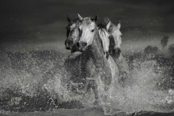 Raw and emotional fine art photography of three white horses in a moment of exhaustion, titled Fatigue by Ejaz Khan.