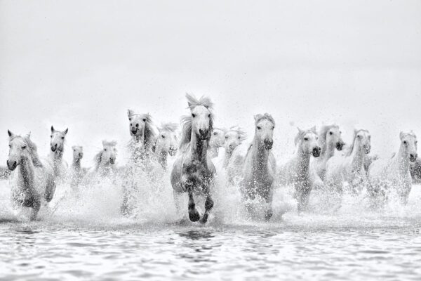 Cinematic black and white photography of white horses running through splashing water, titled Inspired by Ejaz Khan.