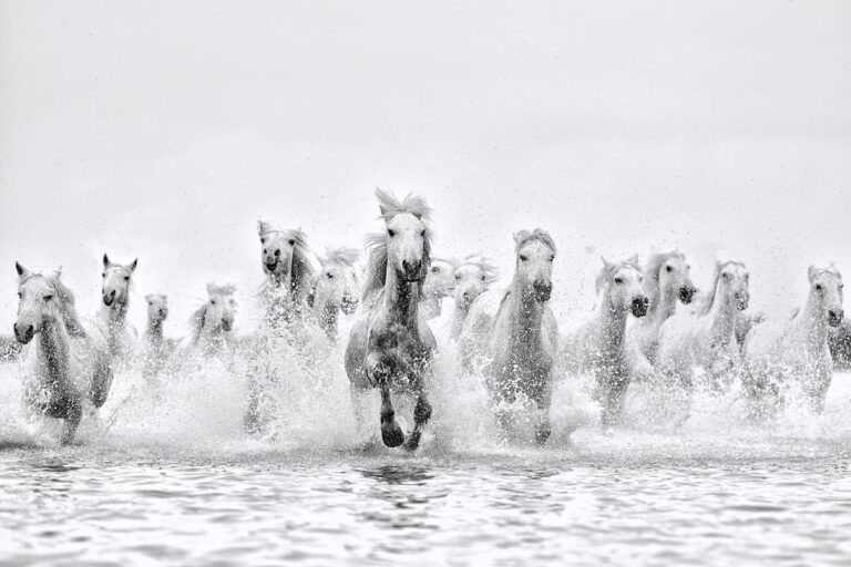 Cinematic black and white photography of white horses running through splashing water, titled Inspired by Ejaz Khan.