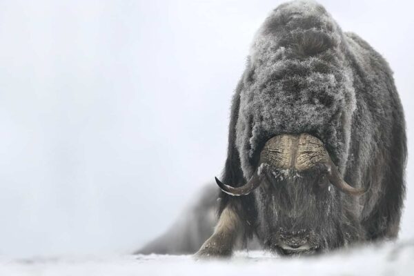 musk ox charging in snow fine art wildlife photography