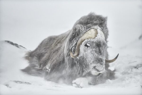 musk ox resting in a snowstorm, fine art wildlife photography