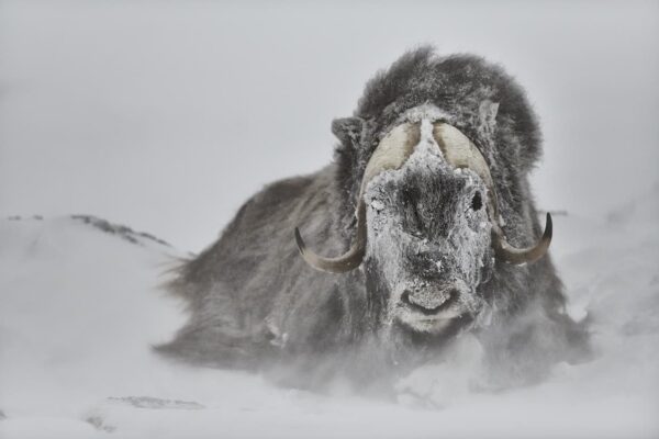 musk ox resting in snow storm fine art wildlife photography