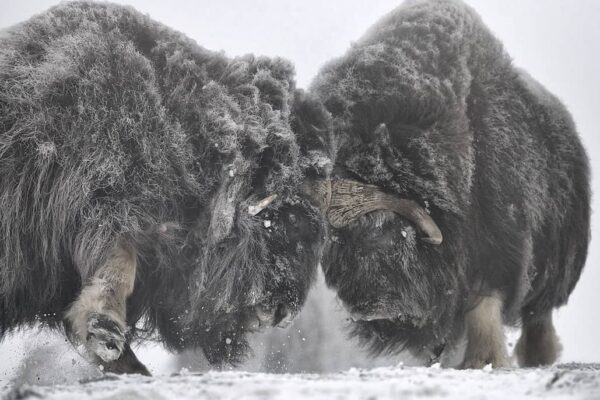 musk oxen locked horns, snow fine art wildlife photography