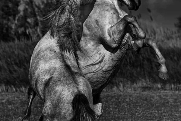 High-fashion black and white photography of two horses rearing in an emotional moment of connection, titled Heaven Is On Earth by Ejaz Khan.