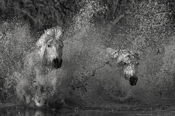 Wild White horse running in water and splashing water everywhere