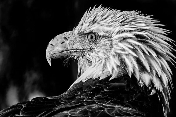 Bald Eagle Head Fine Art Photography Print