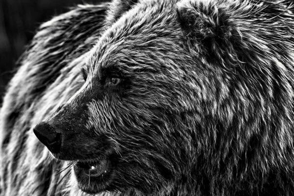 Bear Wall Art