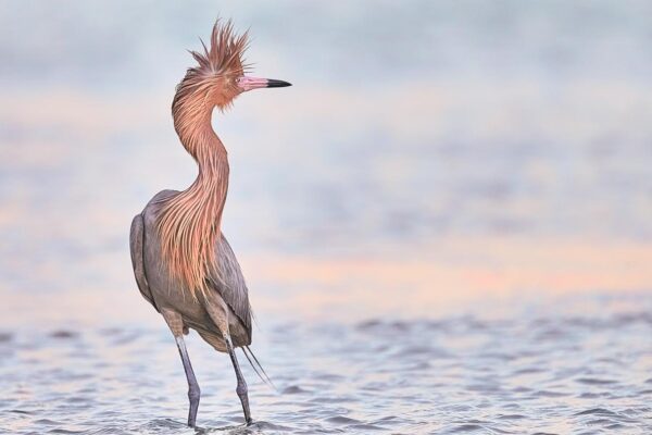 reddish egret fine art wildlife photography standing