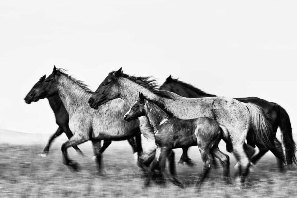 Fine art black and white photography of four horses walking in unison, titled Unity by Ejaz Khan.