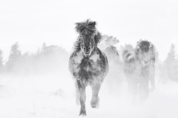High-fashion black and white photography of a wild horse running through deep snow, titled Magical by Ejaz Khan.