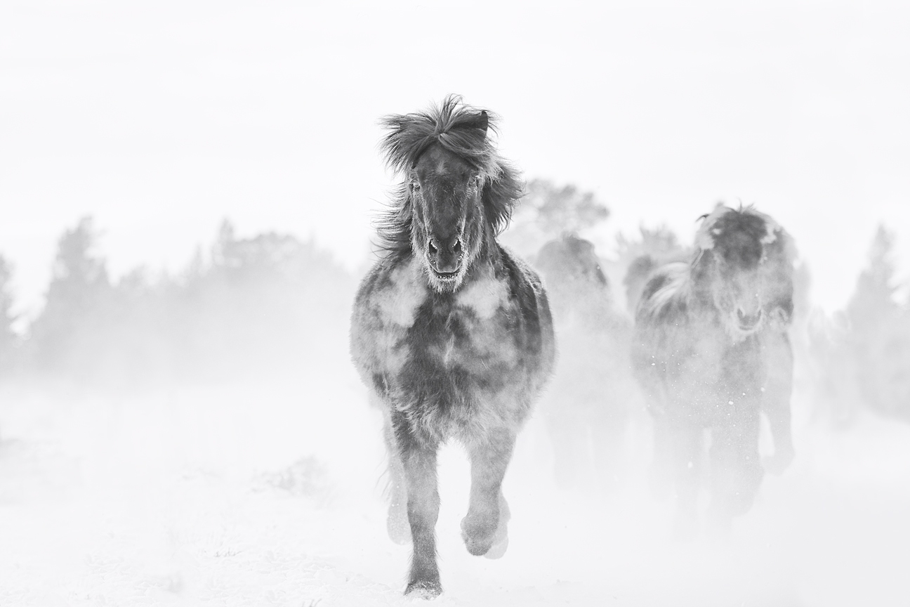 High-fashion black and white photography of a wild horse running through deep snow, titled Magical by Ejaz Khan.