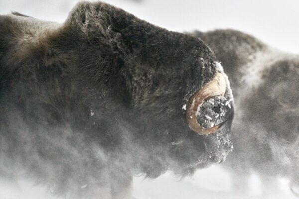 musk ox fighting close up horns snow fine art photography