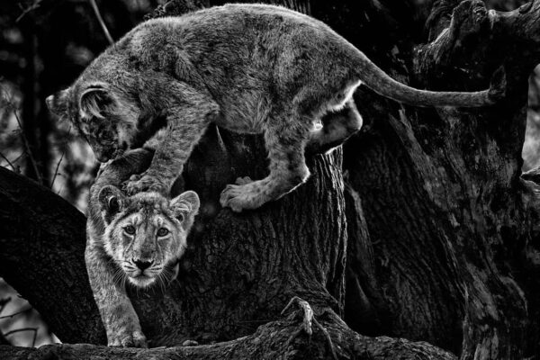Baby Lion Photography