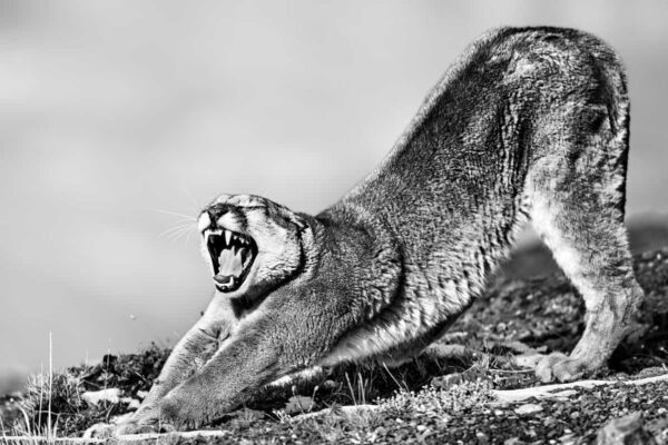 Mountain Lion Artwork