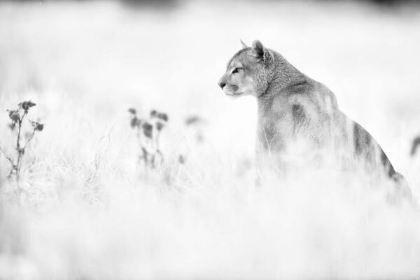 Lion Art Print