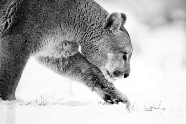 Black and White Mountain Lion Art