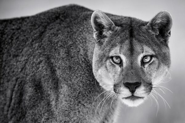 Mountain Lion Print