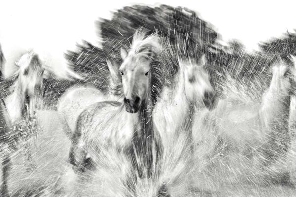 Fine art black and white photography of a white wild horse charging through splashing water, titled Mystic Gallop by Ejaz Khan.