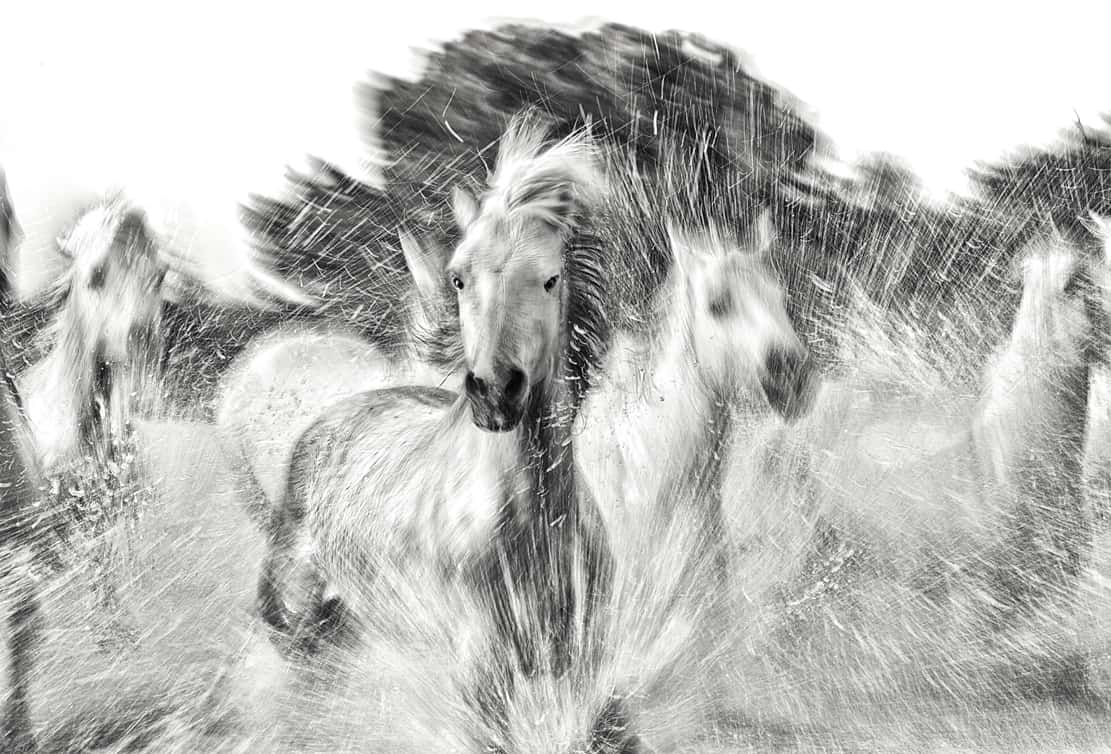 Fine art black and white photography of a white wild horse charging through splashing water, titled Mystic Gallop by Ejaz Khan.