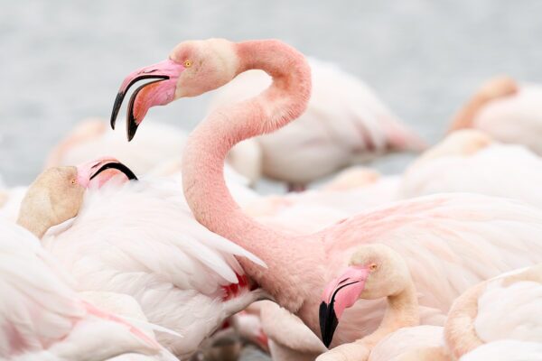 Flamingo Print