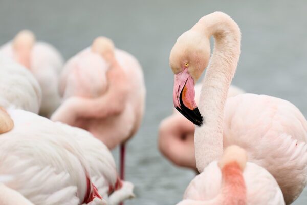 Flamingo Photography