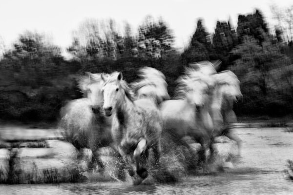 white horses running in water at a ranch in france