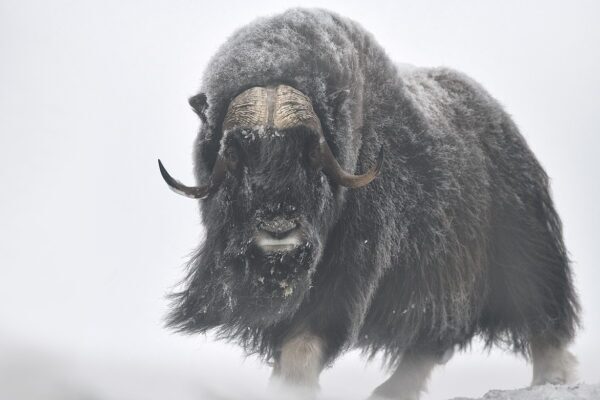 musk ox standing in snow fine art wildlife photography