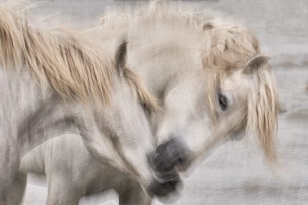 Valentine, wild horse fine art photography print by Ejaz Khan