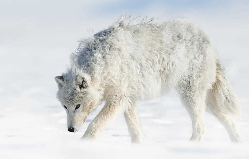 Amazing Arctic Wolf Pictures: High-Res Images and Photos