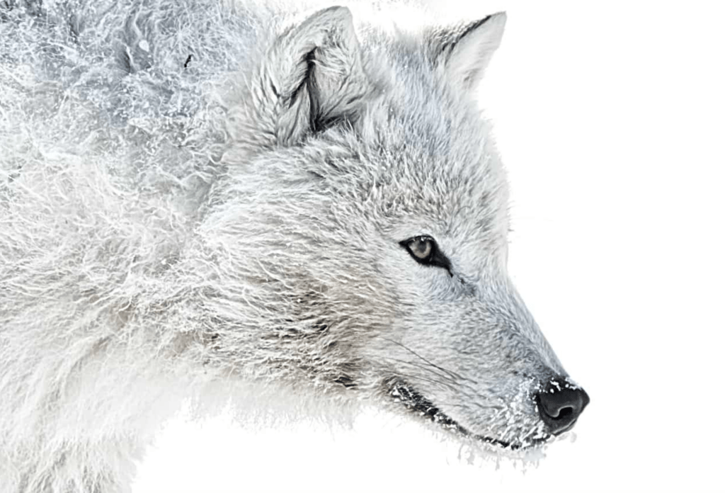Amazing Arctic Wolf Pictures: High-Res Images and Photos