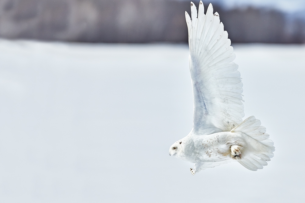 Spectacular Picture of Snowy Owl