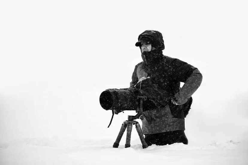 Wild Wonders: Capturing Wildlife Fine Art Photography