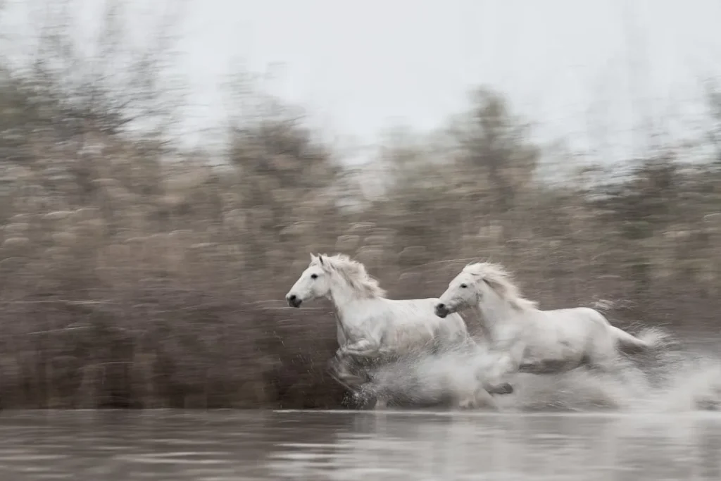 How to Capture Powerful Horse Photography