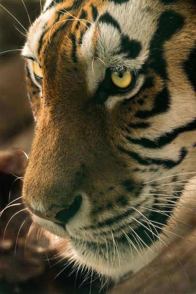 How to Get Started as a Wildlife Photographer: 11 Pro Tips for Beginners in 2023