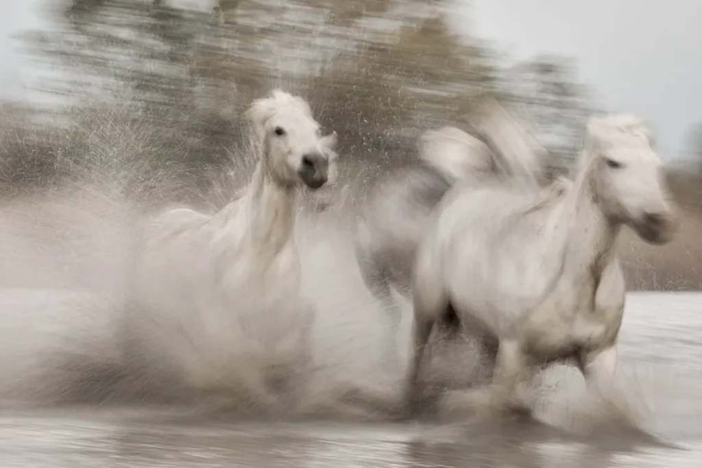 How to Capture Powerful Horse Photography