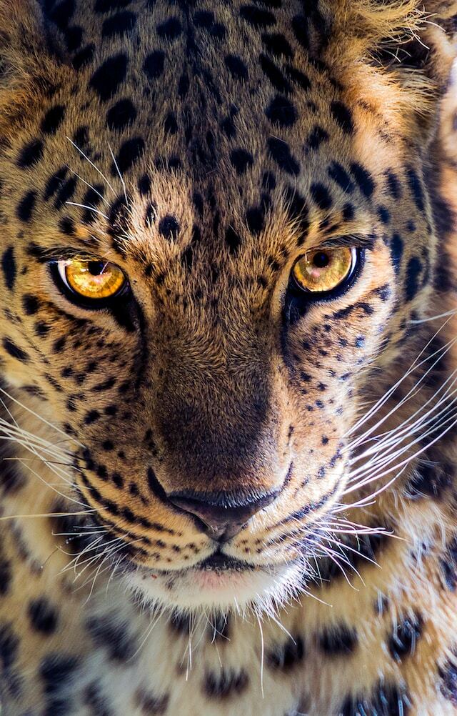How to make your wildlife photography passion into your business a step-by-step guide