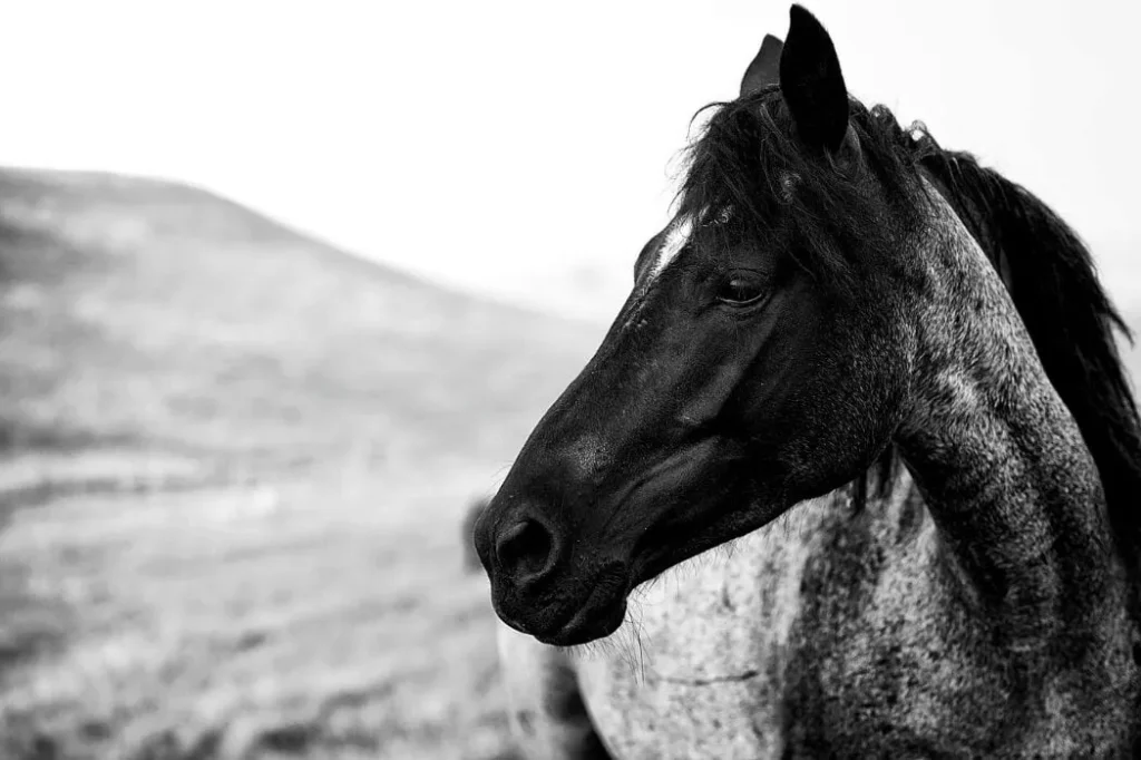 How to Capture Powerful Horse Photography