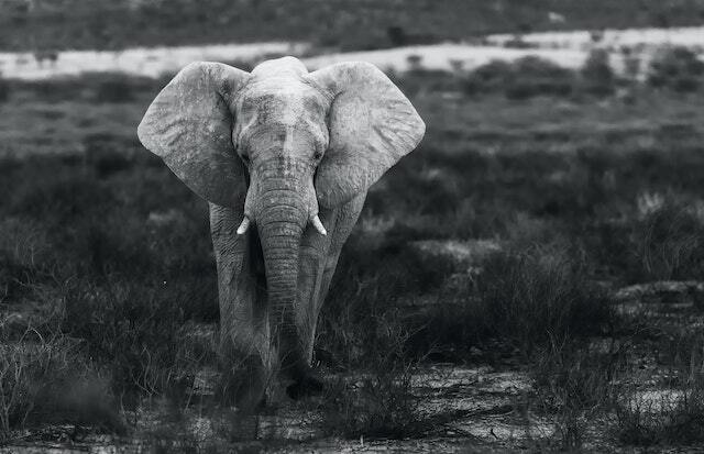 How to Get Started as a Wildlife Photographer: 11 Pro Tips for Beginners in 2023