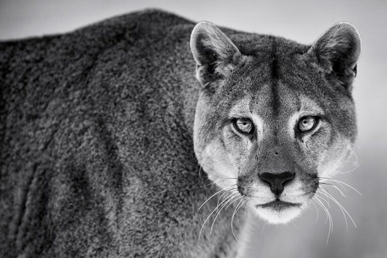 Cougar fine art photography