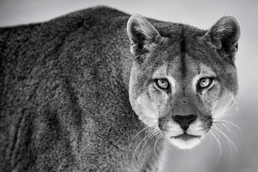 Cougar fine art photography