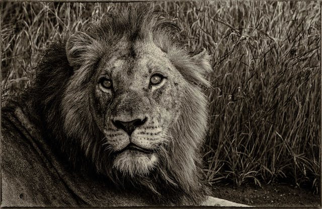 Capturing the Beauty of Nature: Black and White Animal Photos Versus Color Animal Photos>