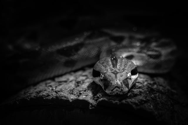 Capturing the Beauty of Nature: Black and White Animal Photos Versus Color Animal Photos>