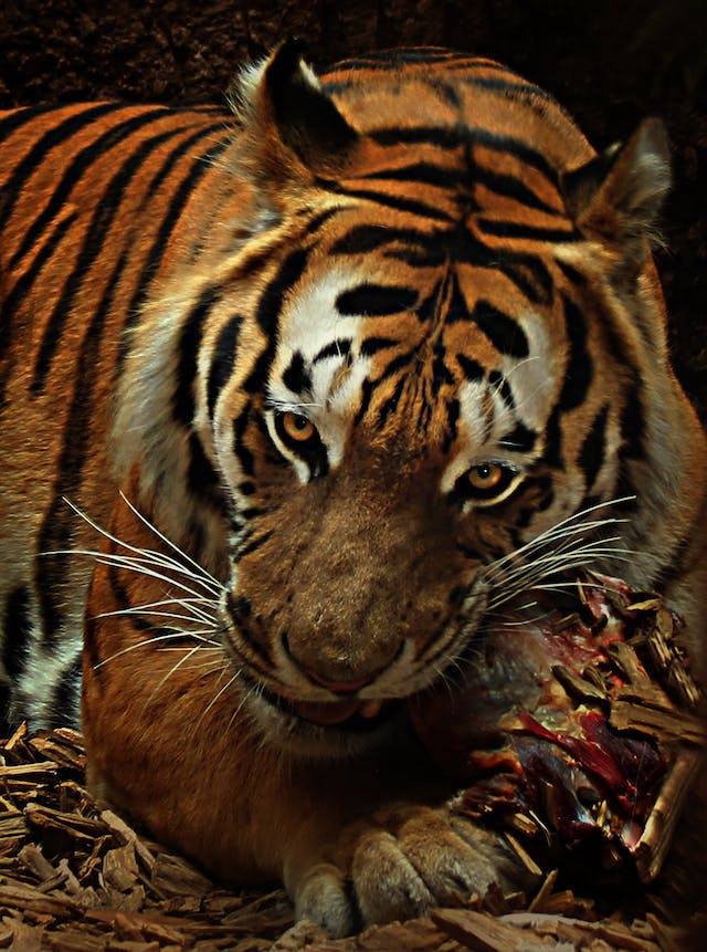 How to Make Wildlife Photography More Powerful