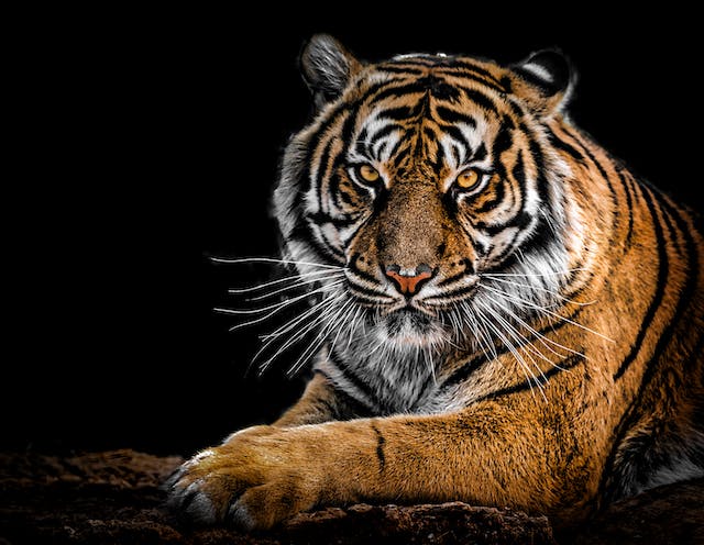 The difference between fashion and wildlife photography