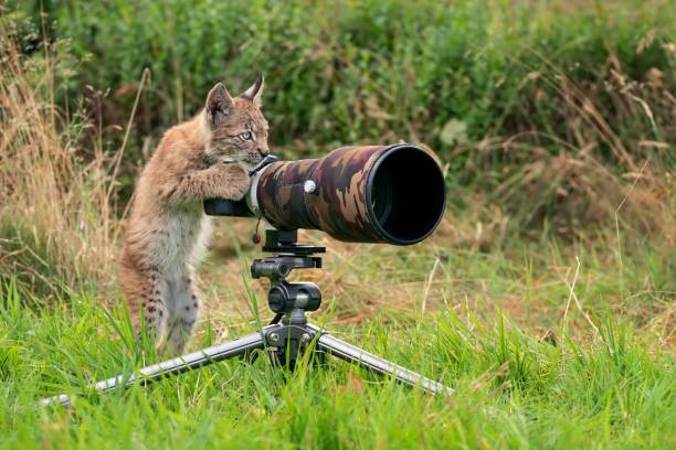 The difference between fashion and wildlife photography